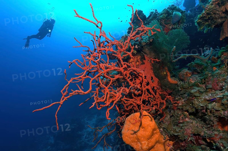 Poisonous red finger sponge