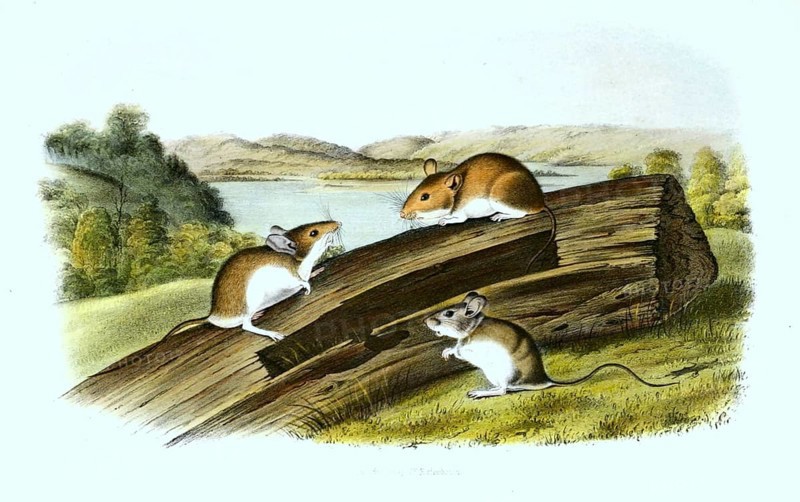 Actual white-footed mouse