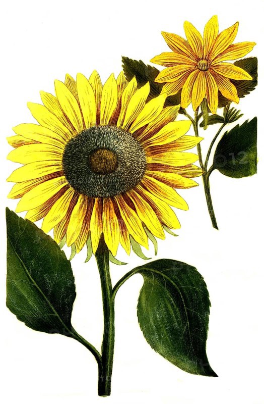 Chrysanthemum indicum