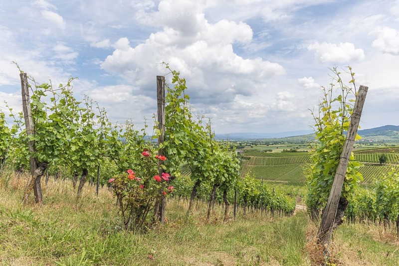 Vineyards in Kaiserstuhl in spring. Sasbach am Kaiserstuhl