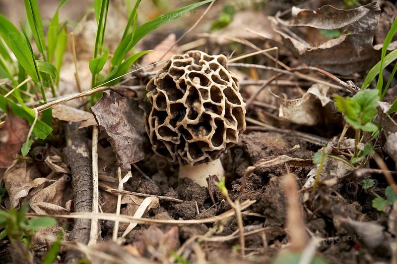 Grey edible morel