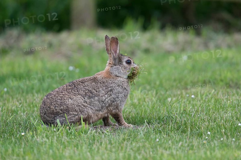 European rabbit