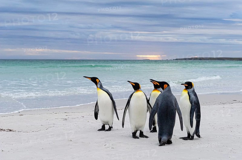Koenigspinguine