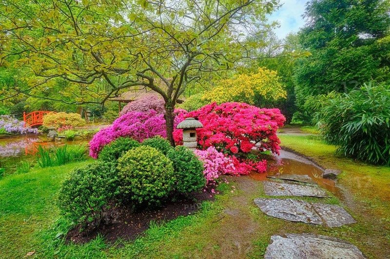 Stone lantern in Japanese garden with blooming flowers