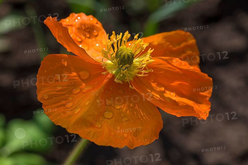 Iceland poppy
