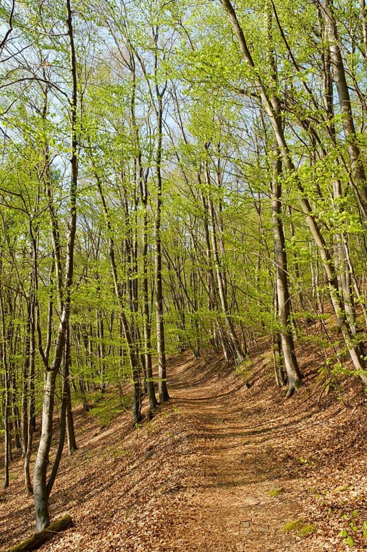 Forest path