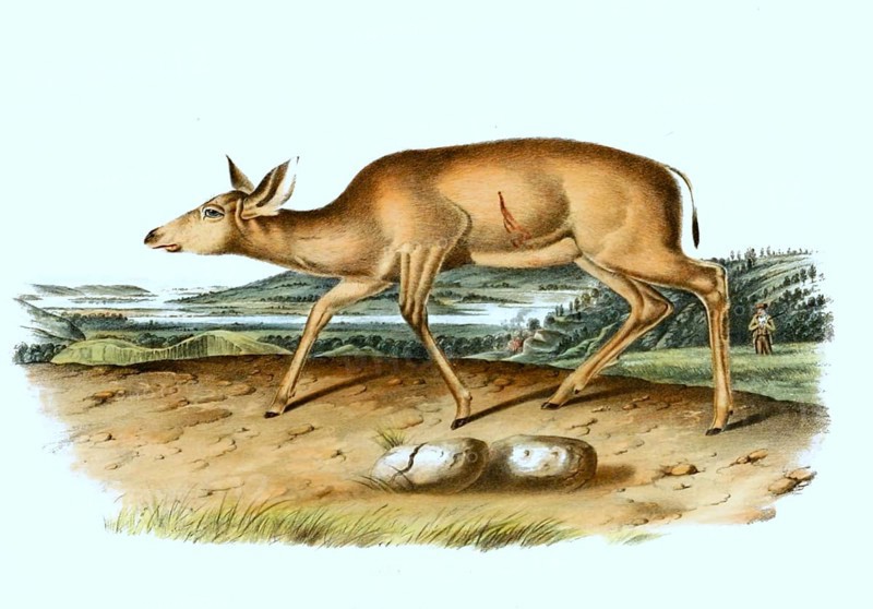 Black-tailed deer