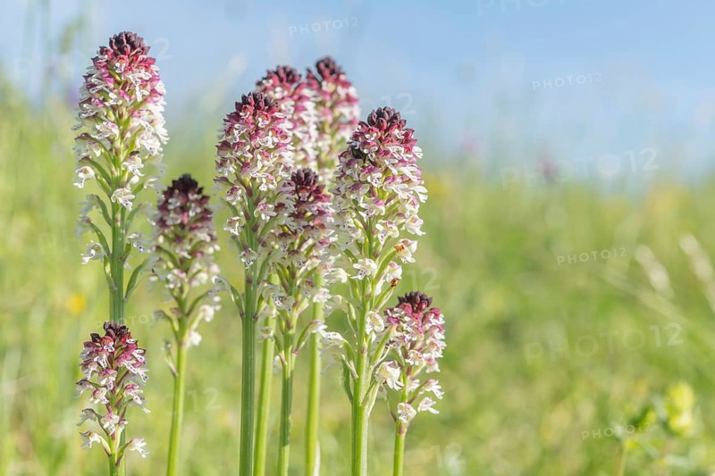 Burnt orchis