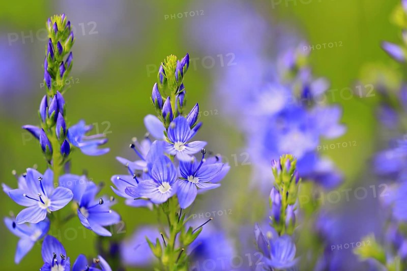 Speedwell