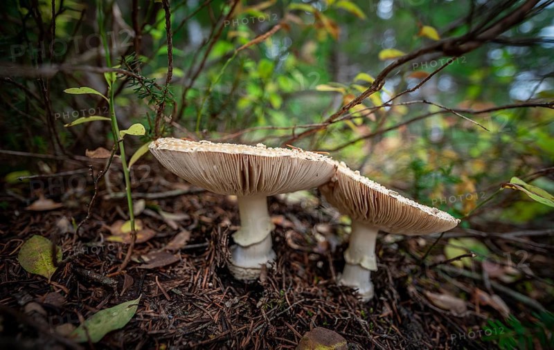 Pearl mushroom