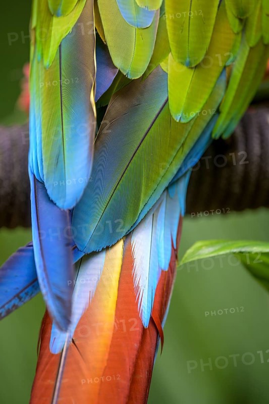 Detail of the feathers of a large great green macaw