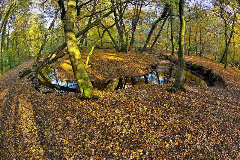 Curvy Rotbach in the autumnal Hiesfeld Forest