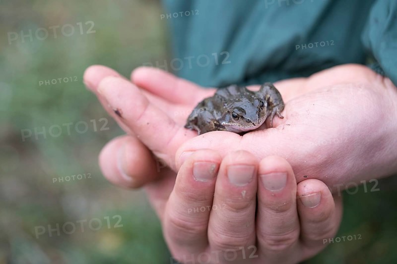 Grasfrosch