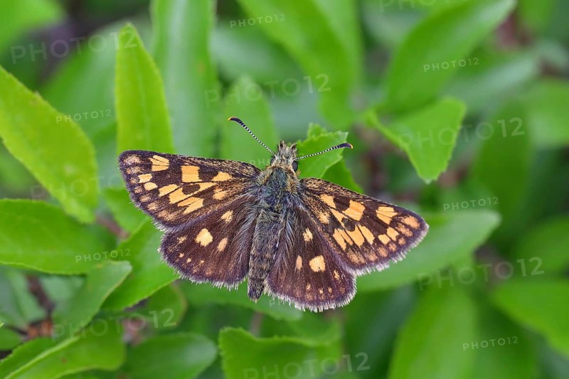 Chequered skipper