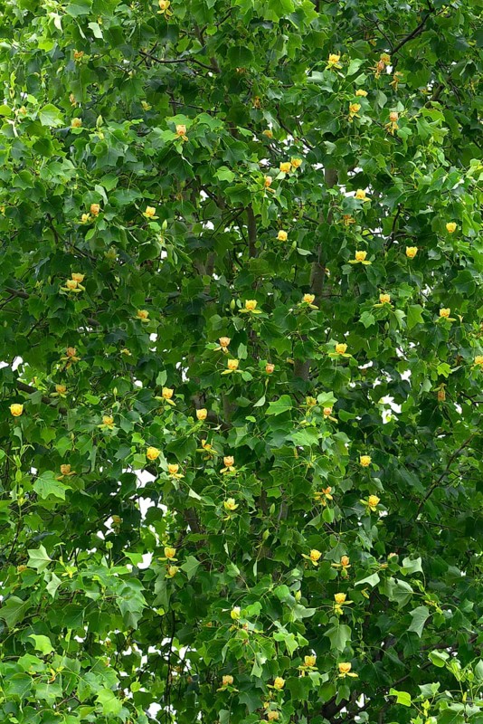 Flowering tulip tree