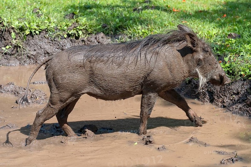 Common warthog