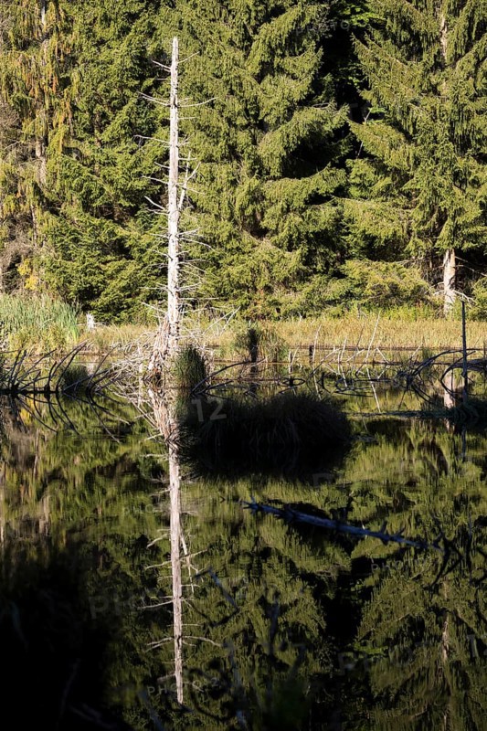 Dettinger Weiher