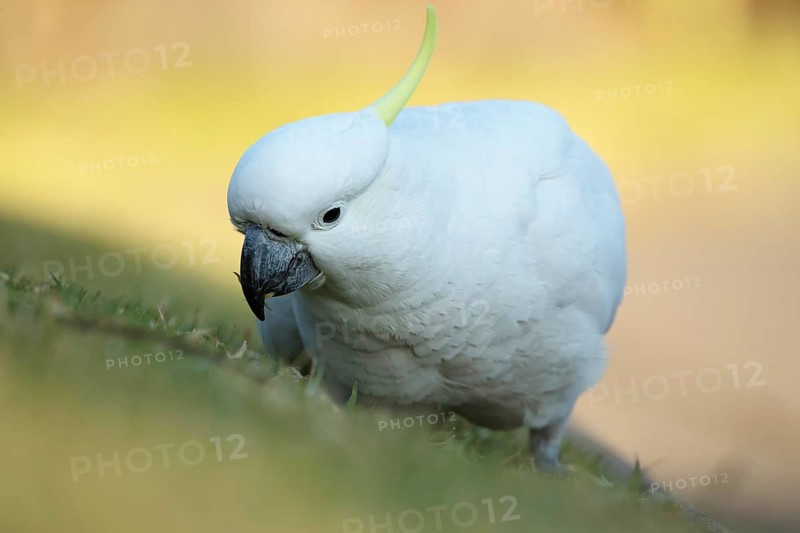 Sulphur-crested cockatoo
