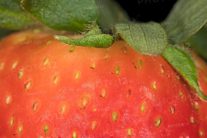 Nahaufnahme einer Garten Erdbeere