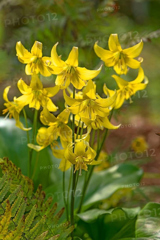 Yellow Dogtooth