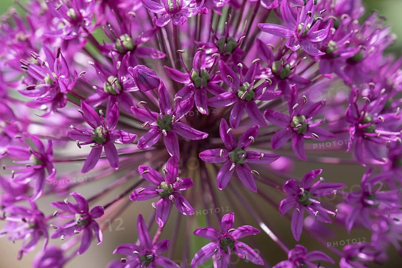 Flower of an