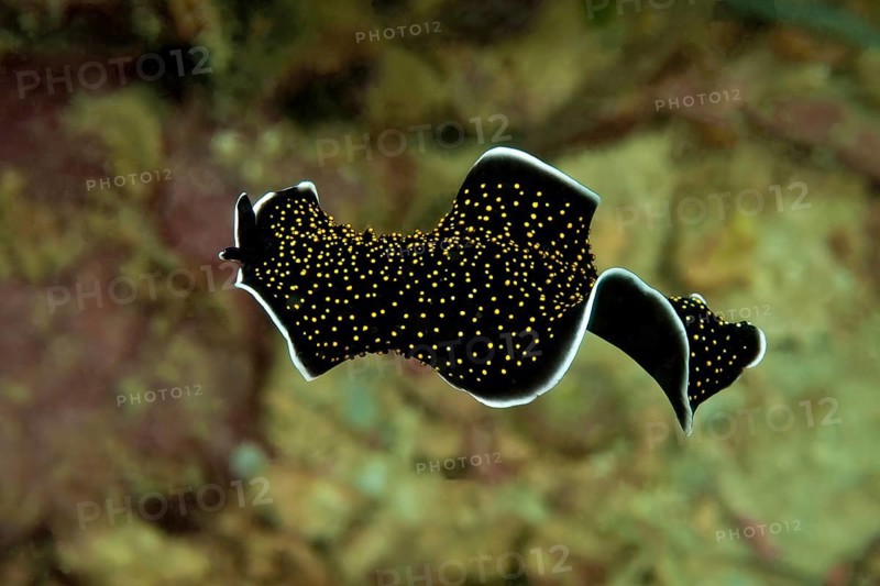 Free-swimming golden warty flatworm