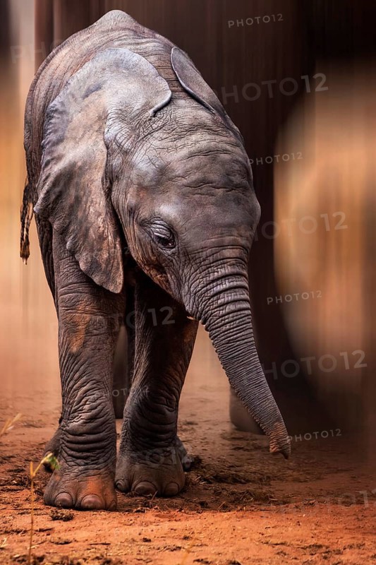 African elephant