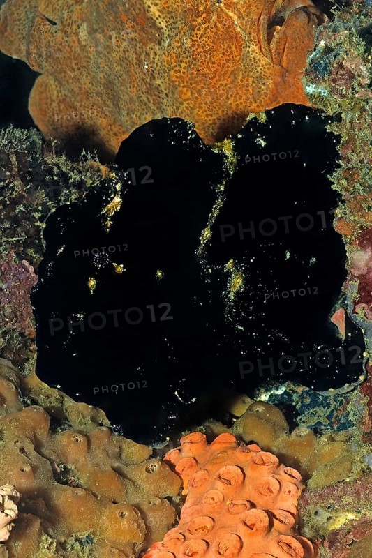Black giant frogfish