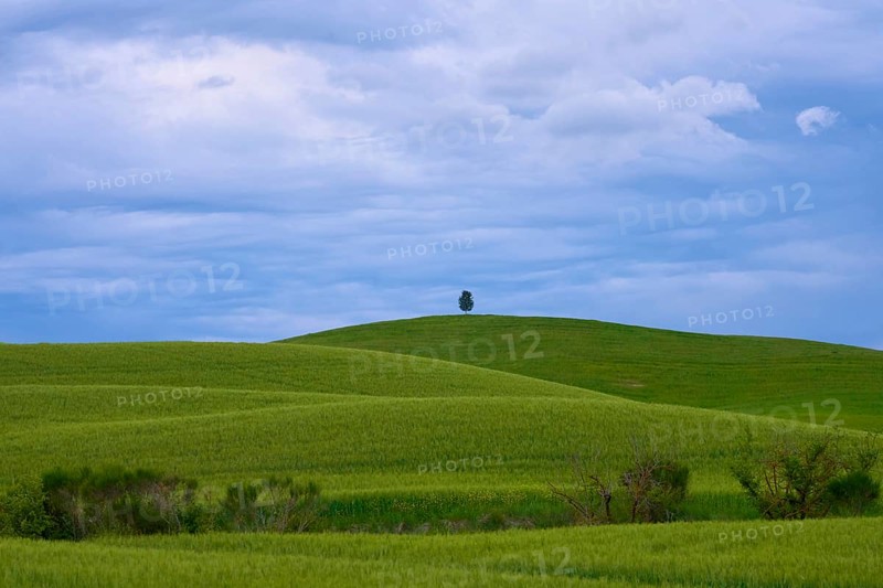 Fields in Spring
