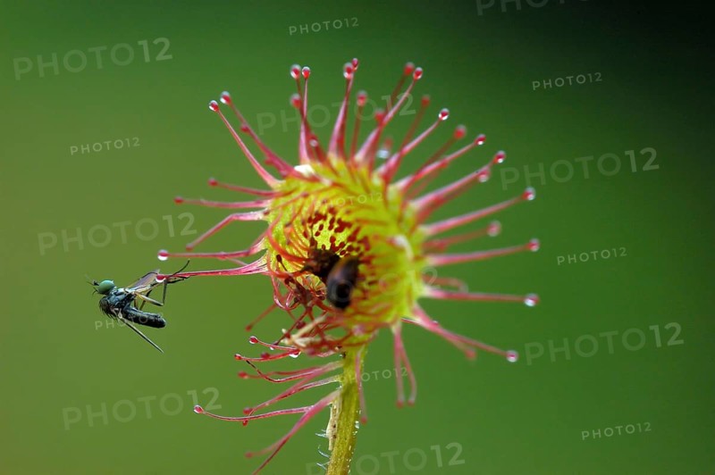 Common sundew