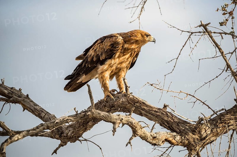 A tawny eagle