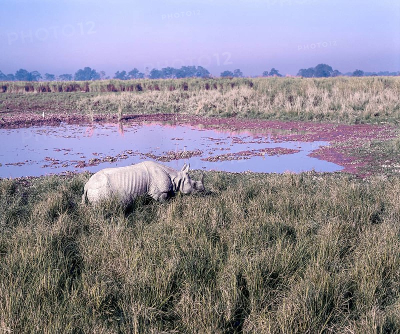Great Indian one horned Rhinoceros
