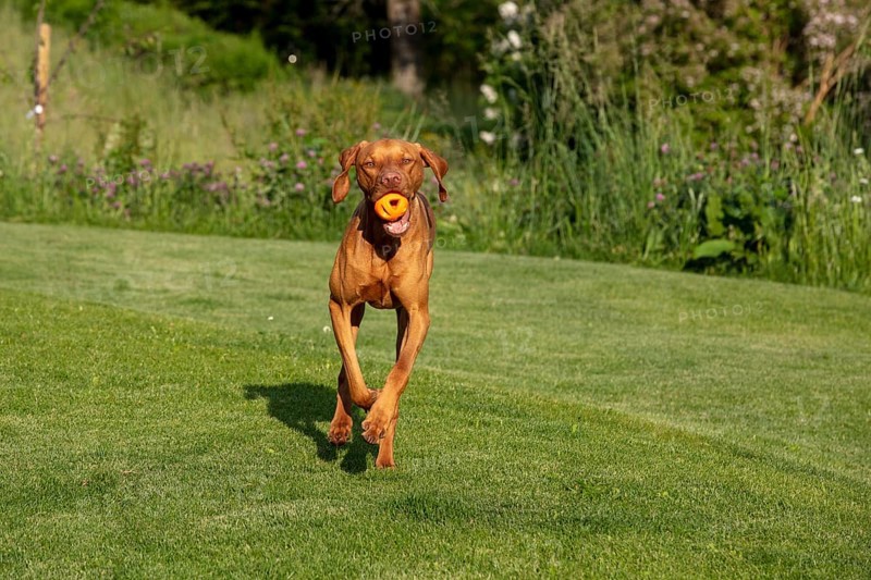 Young Vizsla male