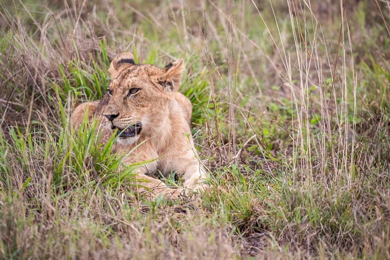 Lion
