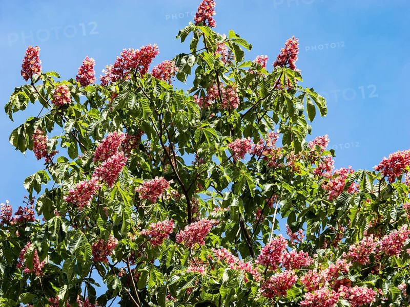 Red-flowered Horse Chestnut