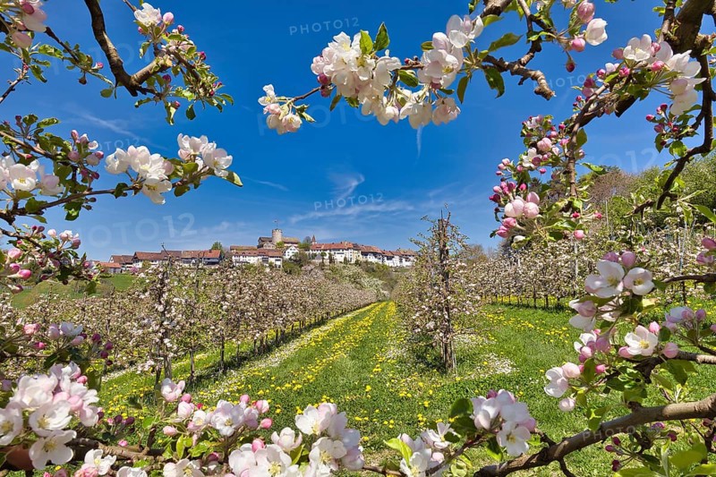 Obstplantage im Fruehling