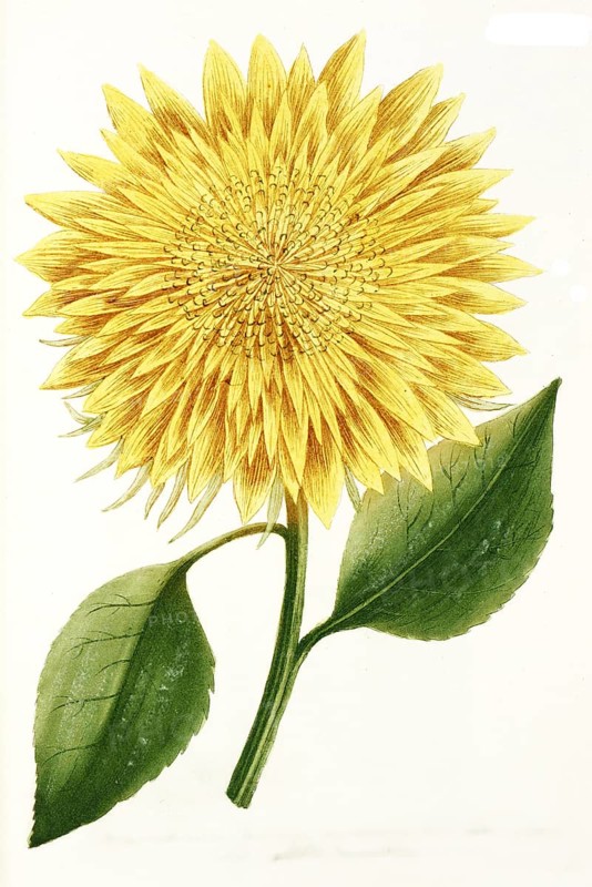 Chrysanthemum indicum
