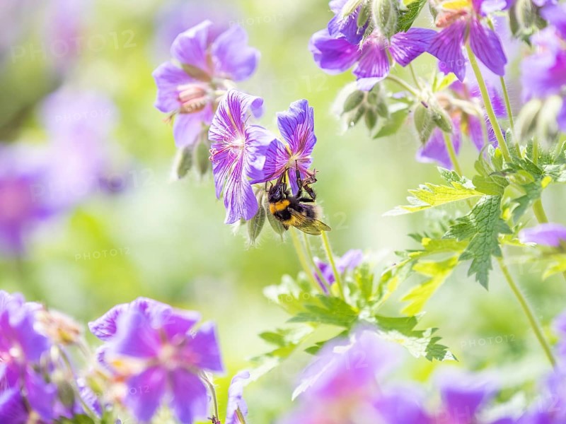 Honey bee
