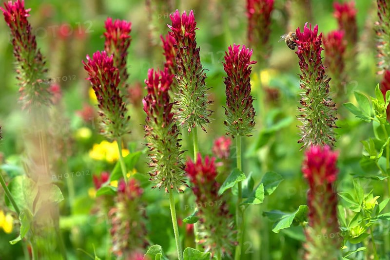 Incarnate clover