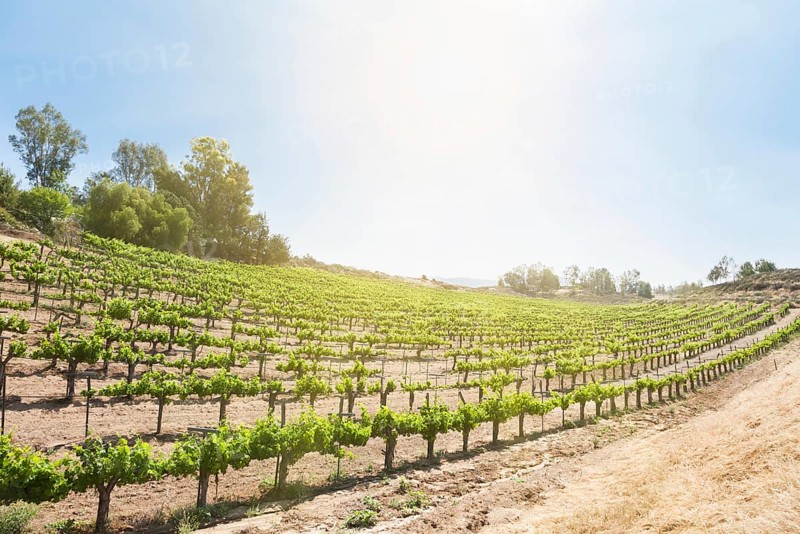 Beautiful wine grape vineyard farm in the afternoon sun