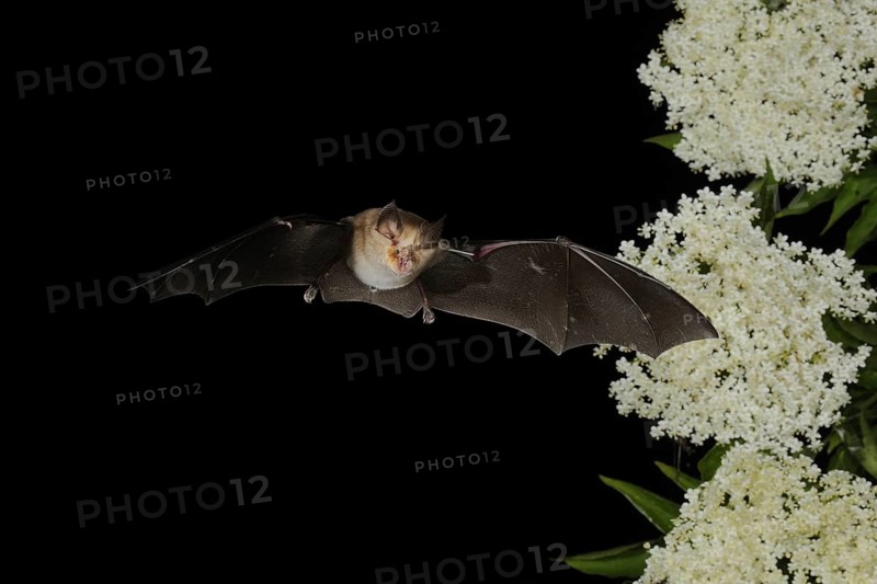 Lesser horseshoe bat