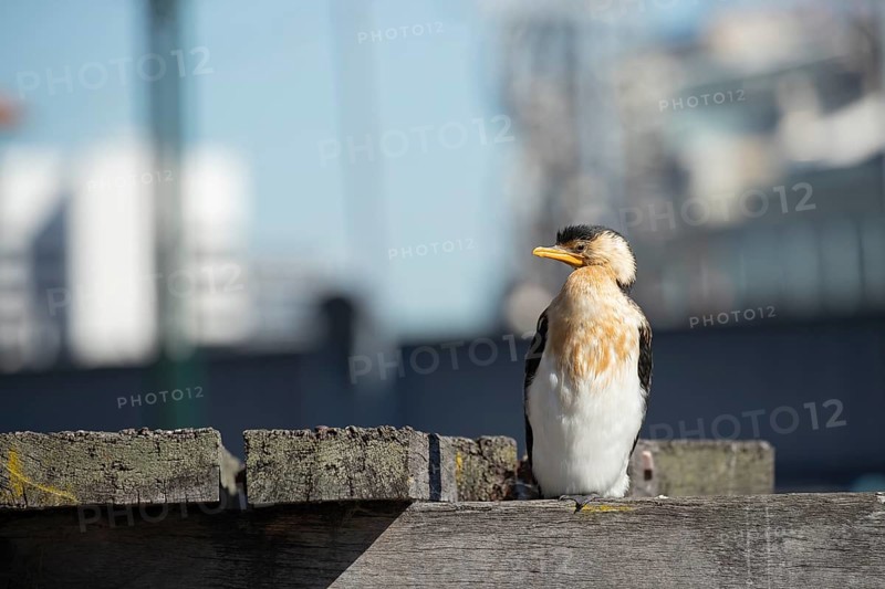 Little pied cormorant