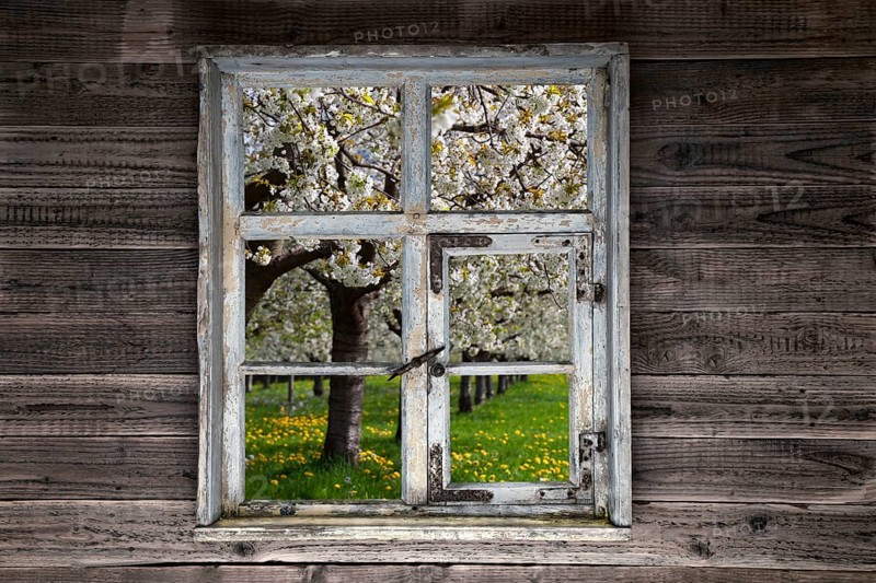 View through a rustic wooden window onto blossoming cherry trees