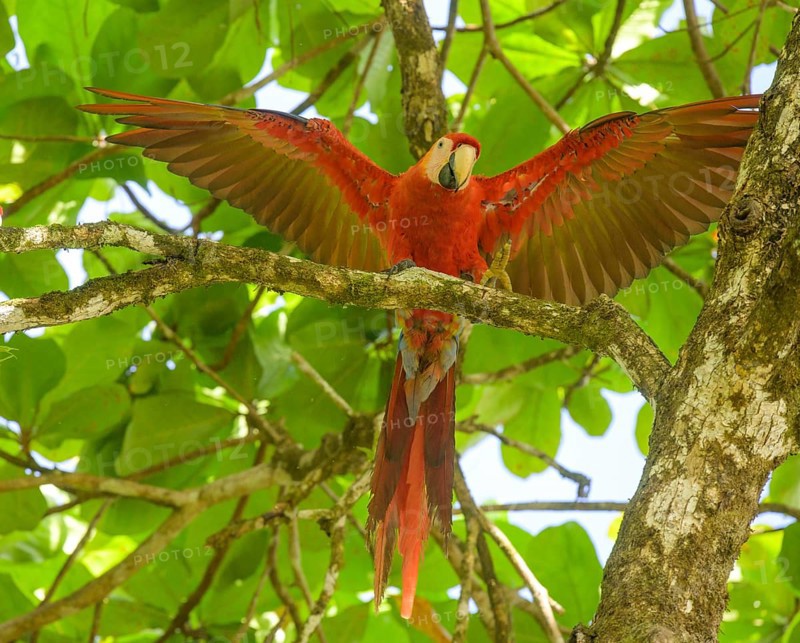 Scarlet macaw