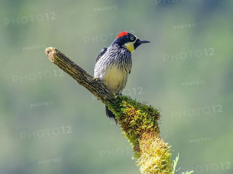Golden-naped woodpecker