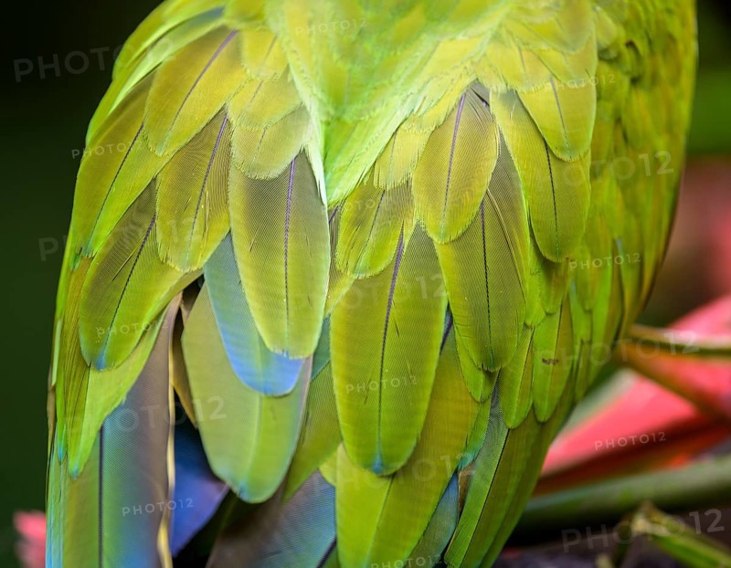 Detail of the feathers of a large great green macaw