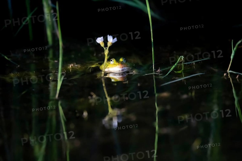 Kleiner Wasserfrosch