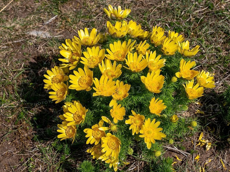 Adonisroeschen