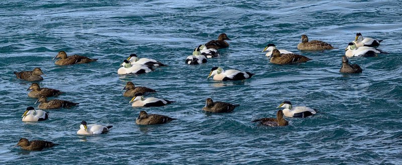 Common eider