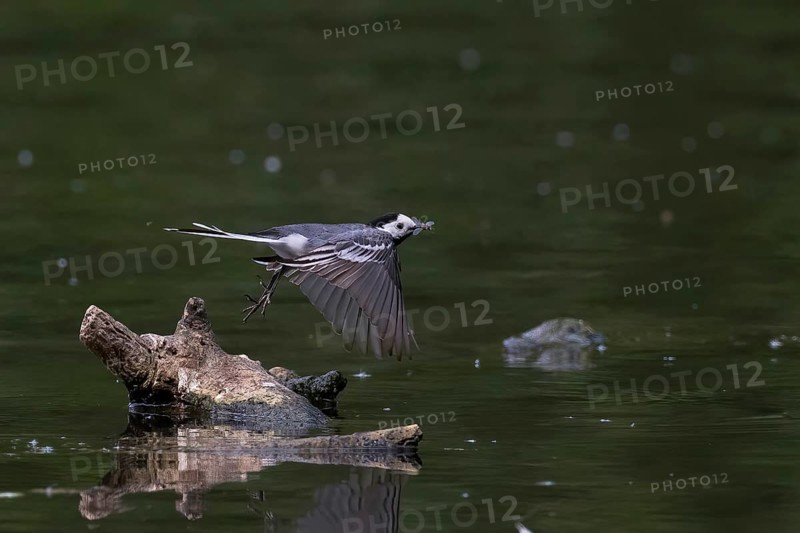 Pied Wagtail